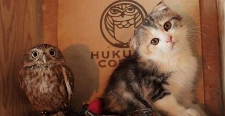 东方雀鹰介绍,猫头鹰自古以来都是不祥之鸟