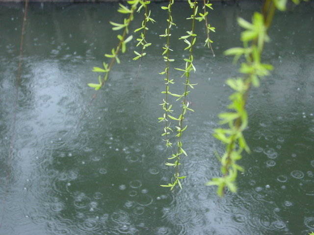 燕子来时细雨漫天风满楼,燕子来时细雨满天
