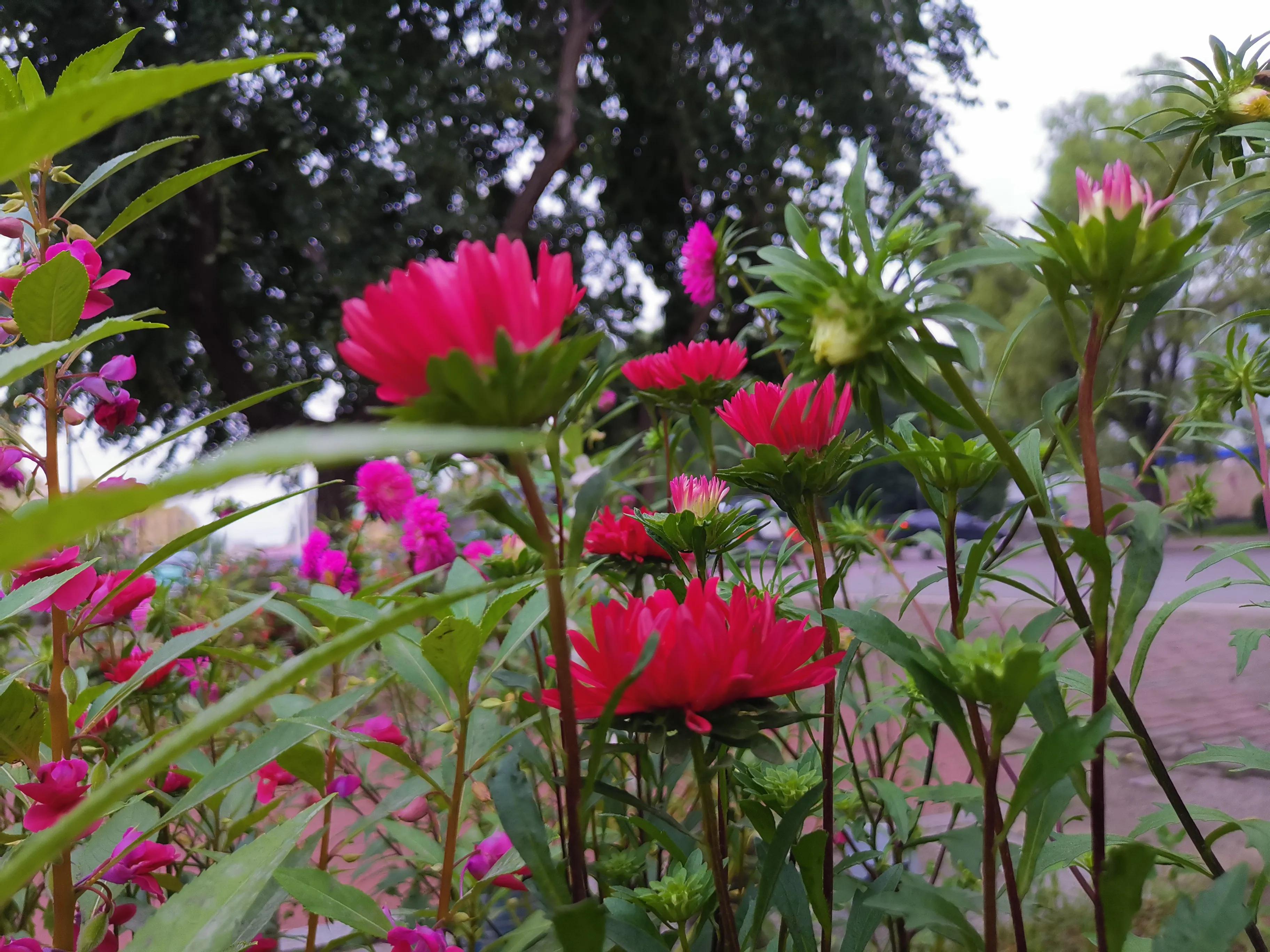 我用芥菜腌的酸菜软了咋回事,泡菜坛做酸菜水变少