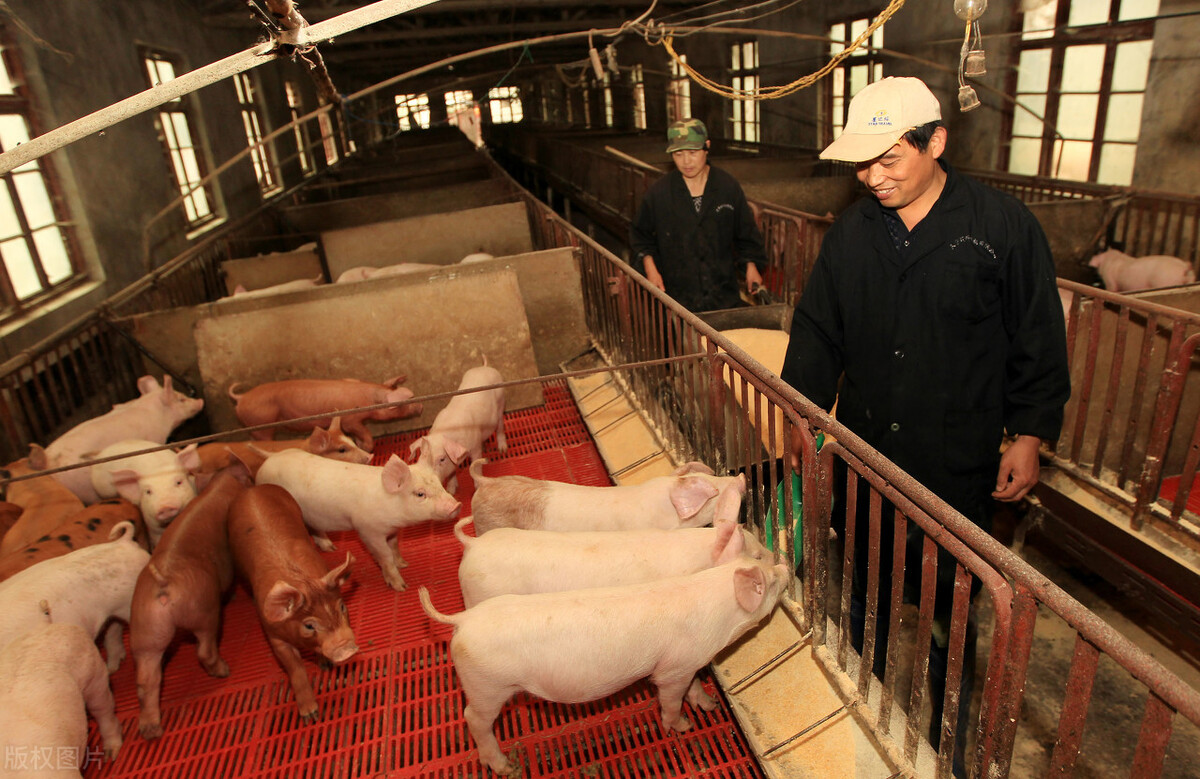 小猪得了副猪病如何治疗,小猪圆环副猪病症状及治疗