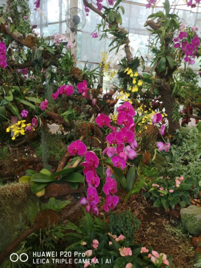 广州云台花园花展,广州云台花园咋样