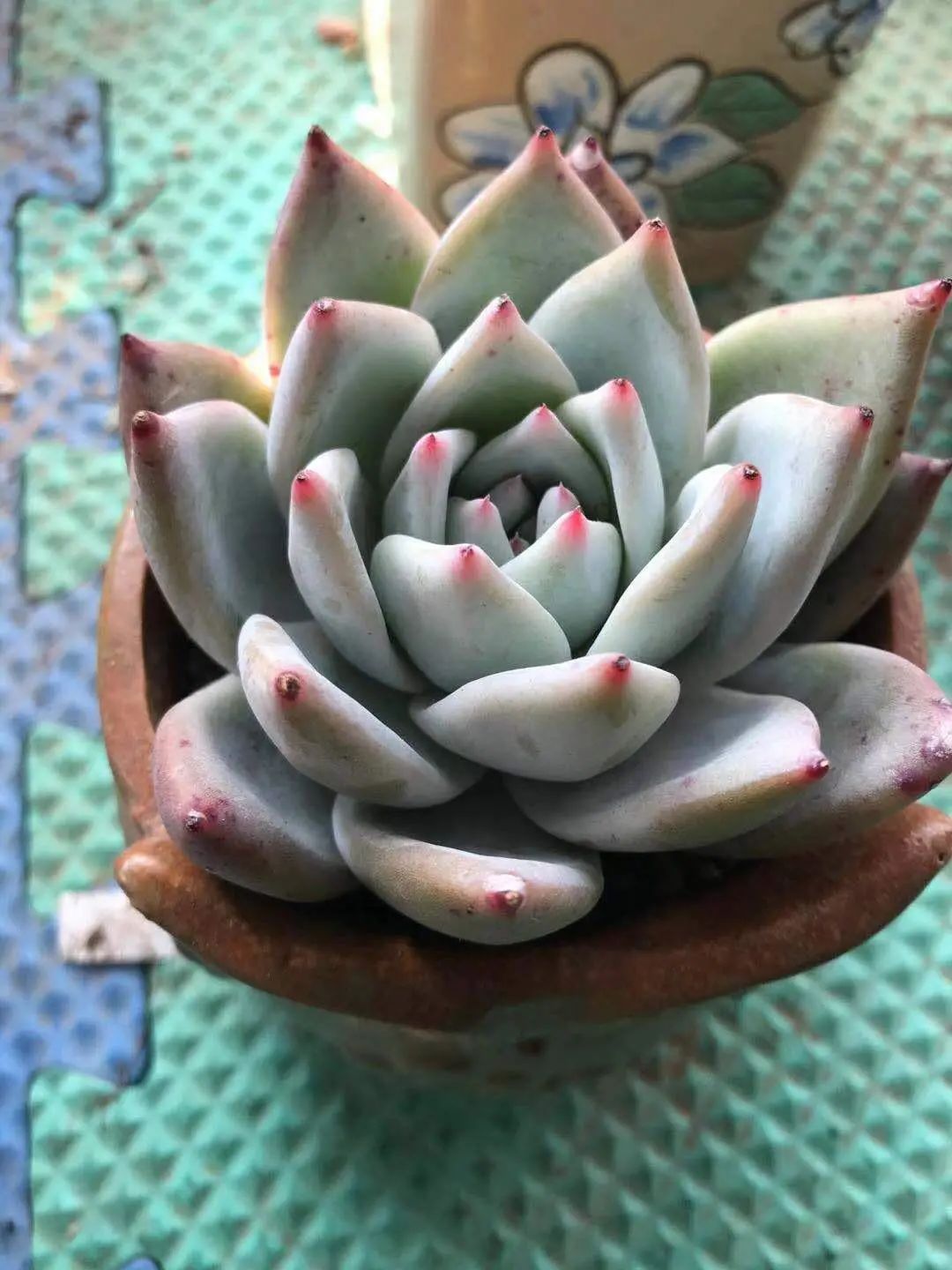 既见云胡不喜,既见君子云胡不喜毛笔楷书