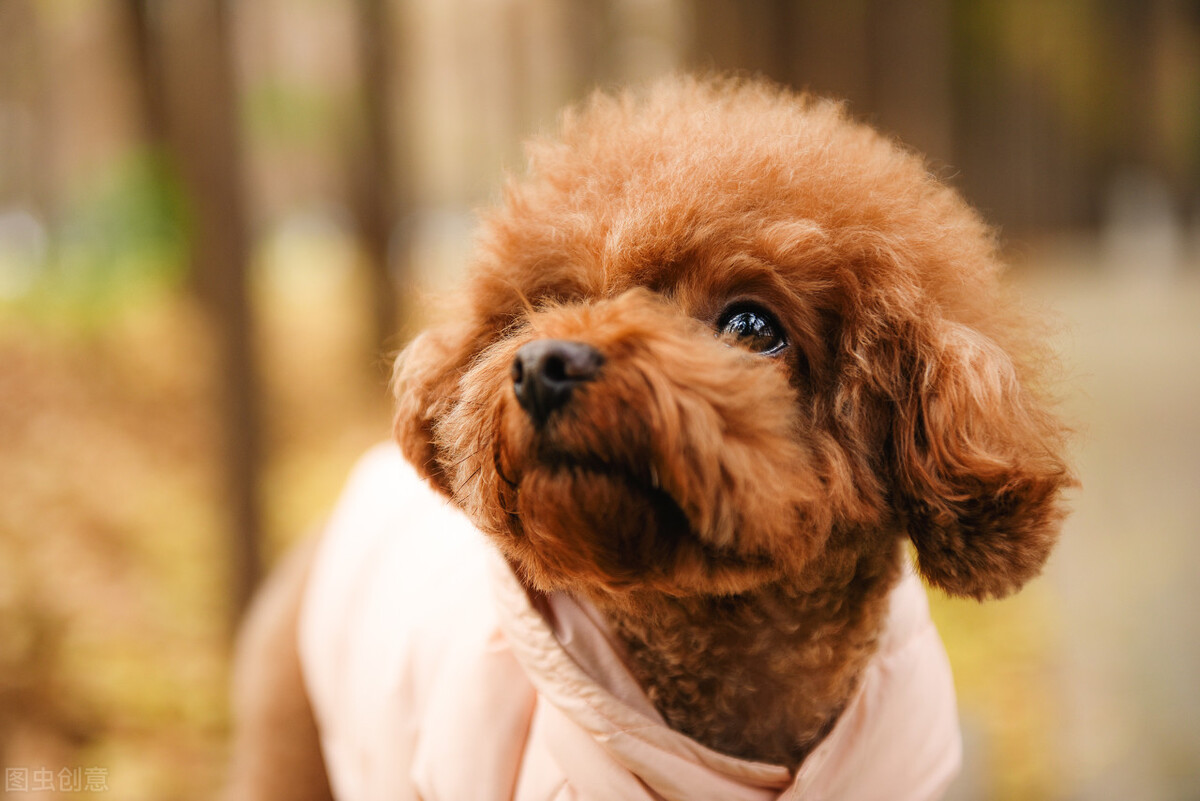 泰迪尿怎么有血,泰迪尿里有泡沫是怎么回事啊