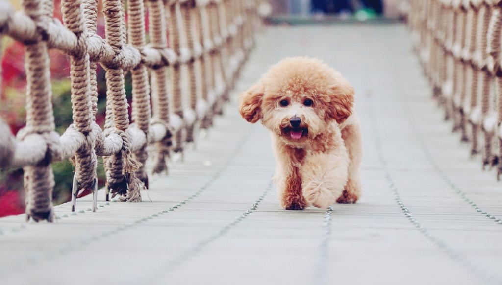 怎么训练泰迪听话学会6招就够了,怎么训练泰迪日常行为