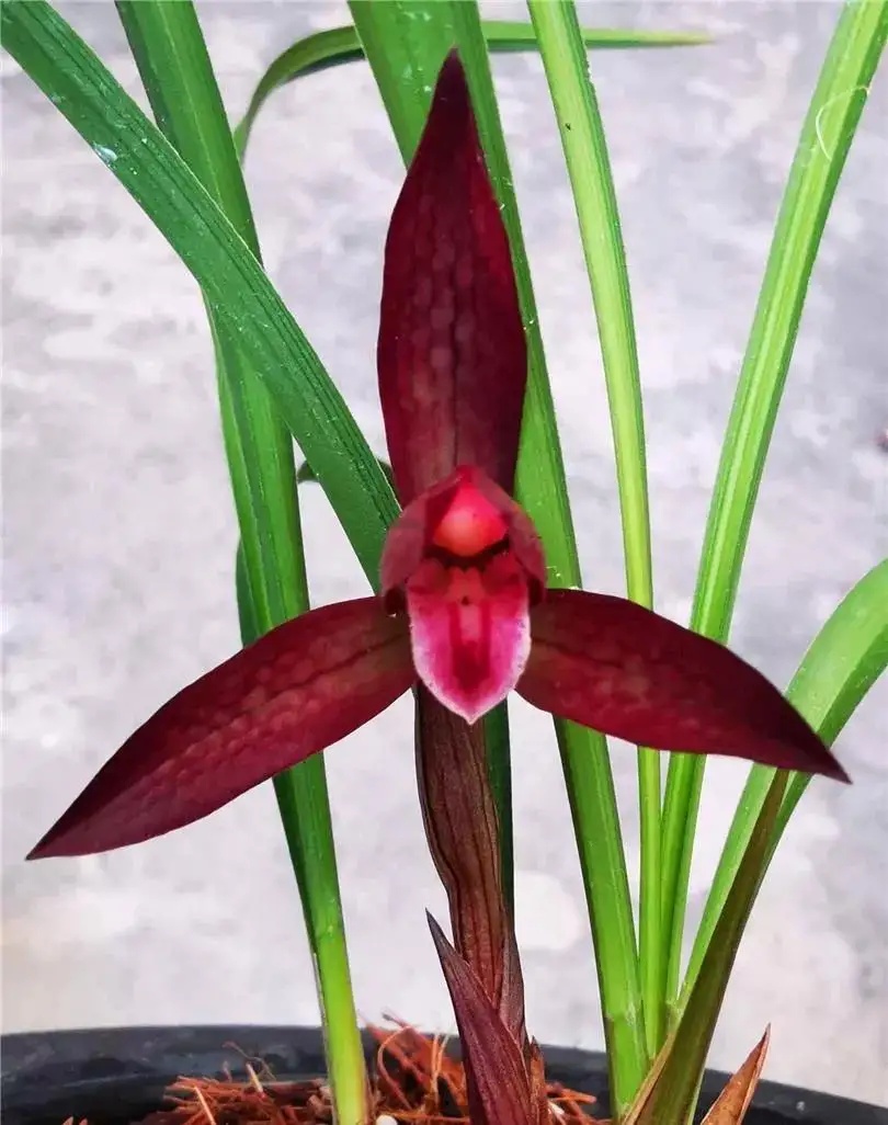 四川下山的一颗兰花，花瓣内外血红色，在各大兰展上获奖无数