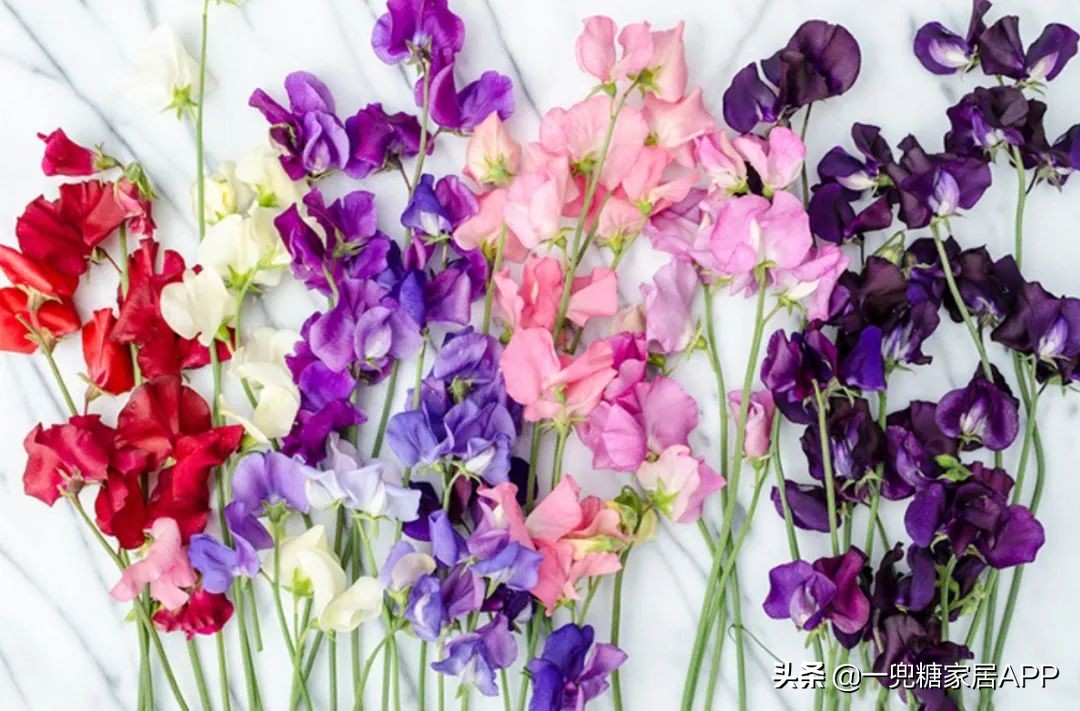 开花植物店铺推荐,适合店铺开花植物