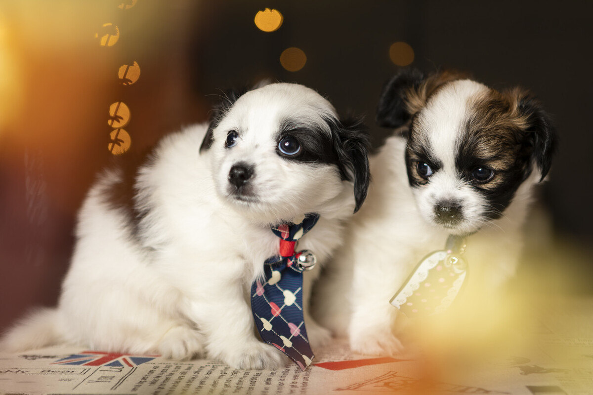 小狗到陌生环境晚上一般会叫几天,刚到家的小狗一直抱着会发生什么