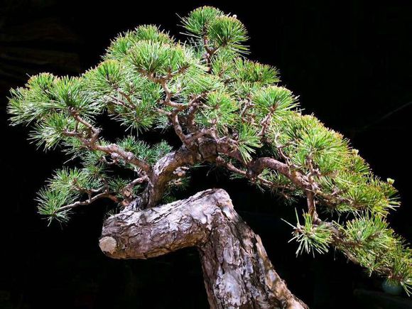 黑松裸根,黑松根什么样