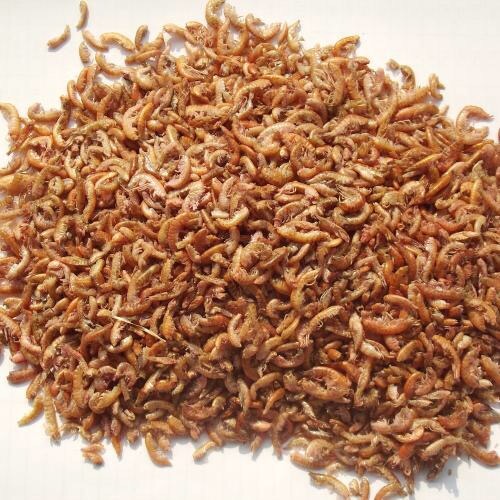 小龙鱼喂食小金鱼,龙鱼怎么喂食最快