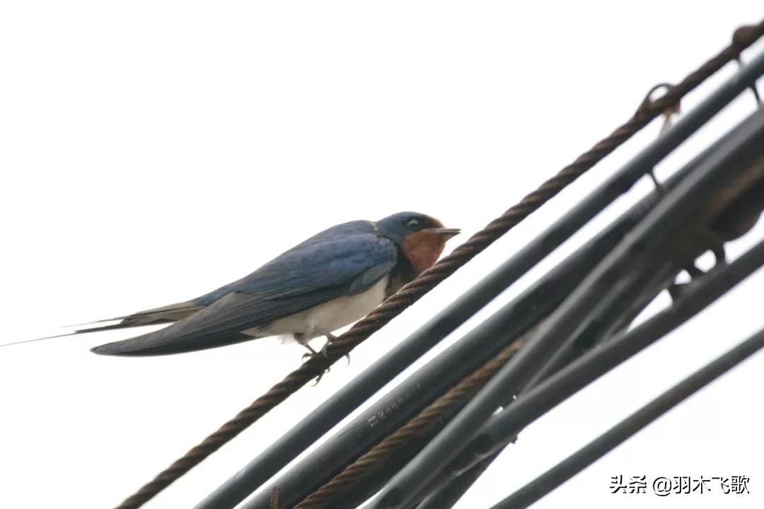 观鸟入门,观鸟小贴士