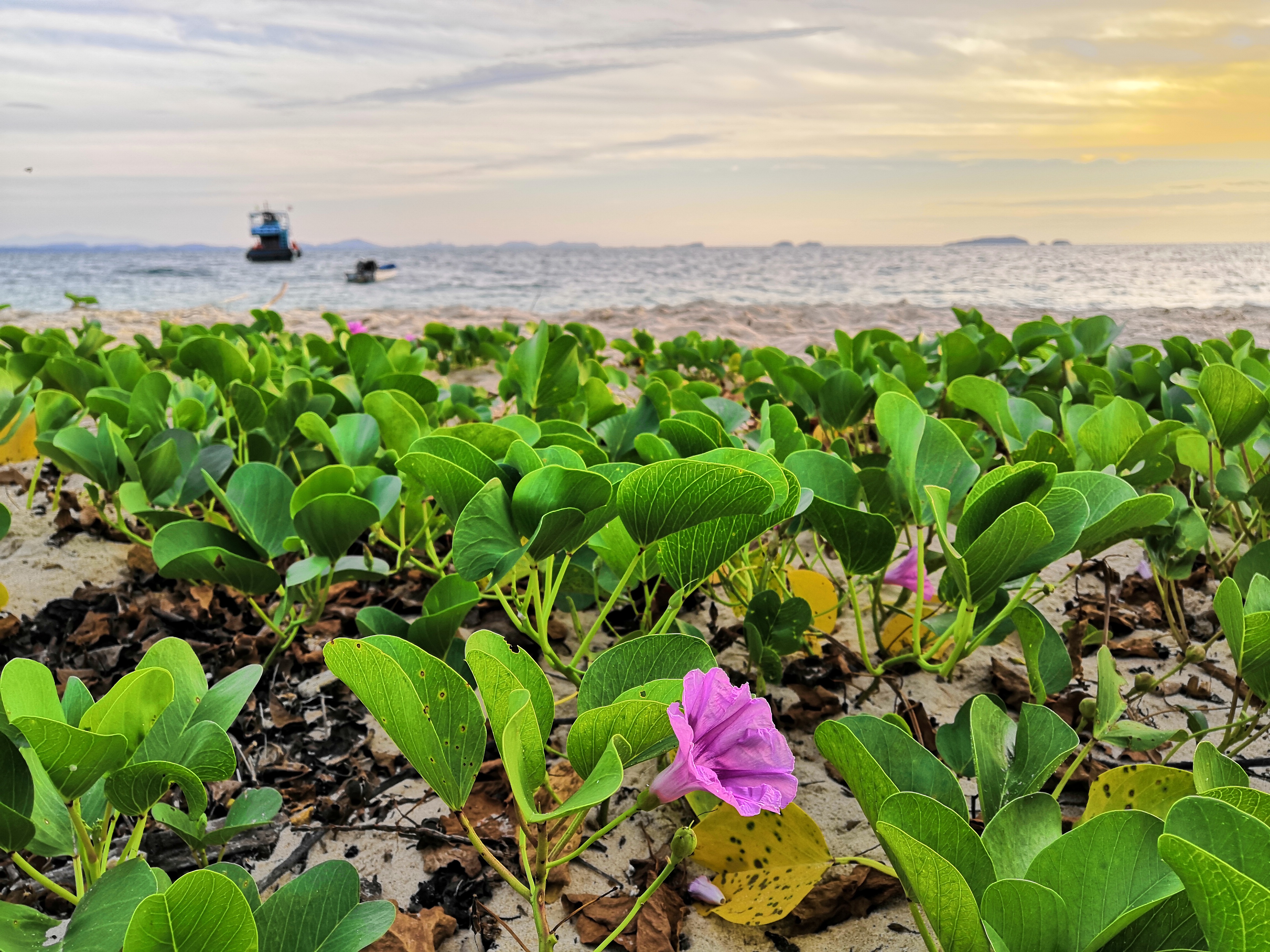 申请澳洲留学需要哪些条件,澳洲预科怎么申请