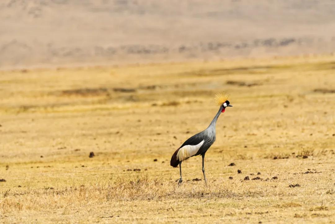 黑冠鹤剪纸作品,黑冠鹤玩具