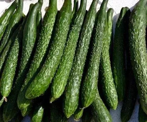 小黄瓜秧枯萎怎么补救,黄瓜出现小老苗怎么回事