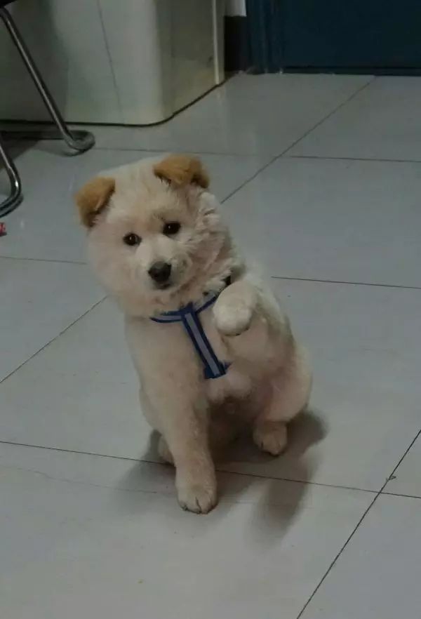 自家的狗成精了是怎样一种体验？