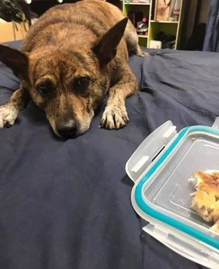 记录小狗狗的胎动瞬间,狗狗感受到了主人肚子里的胎动