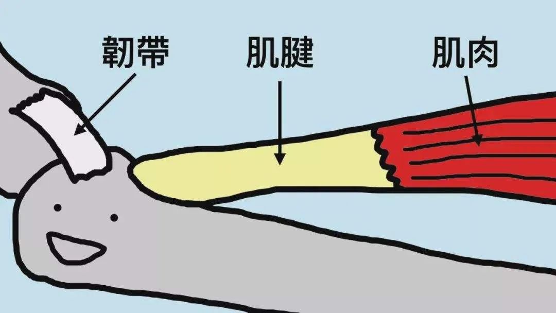 正骨是不是可以增高,明星正骨有哪些好处