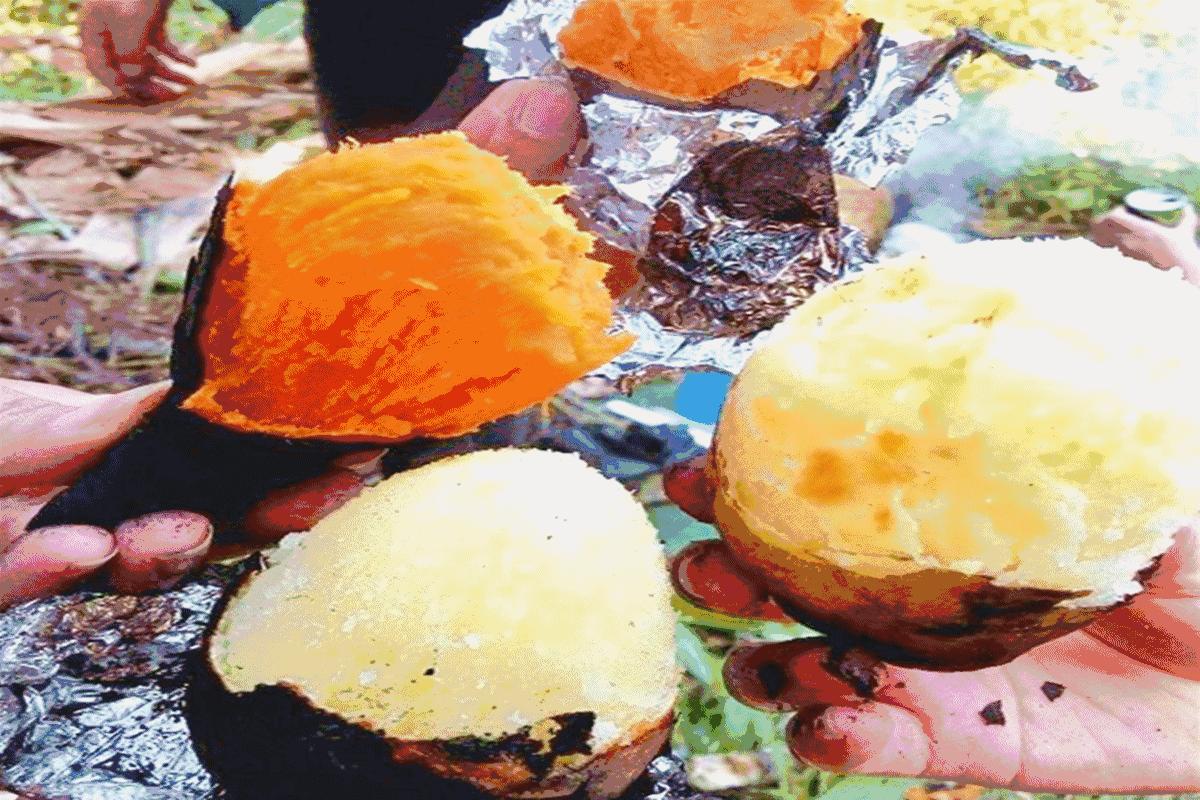 番薯地瓜是不是同一种东西,番薯红薯是同一种吗