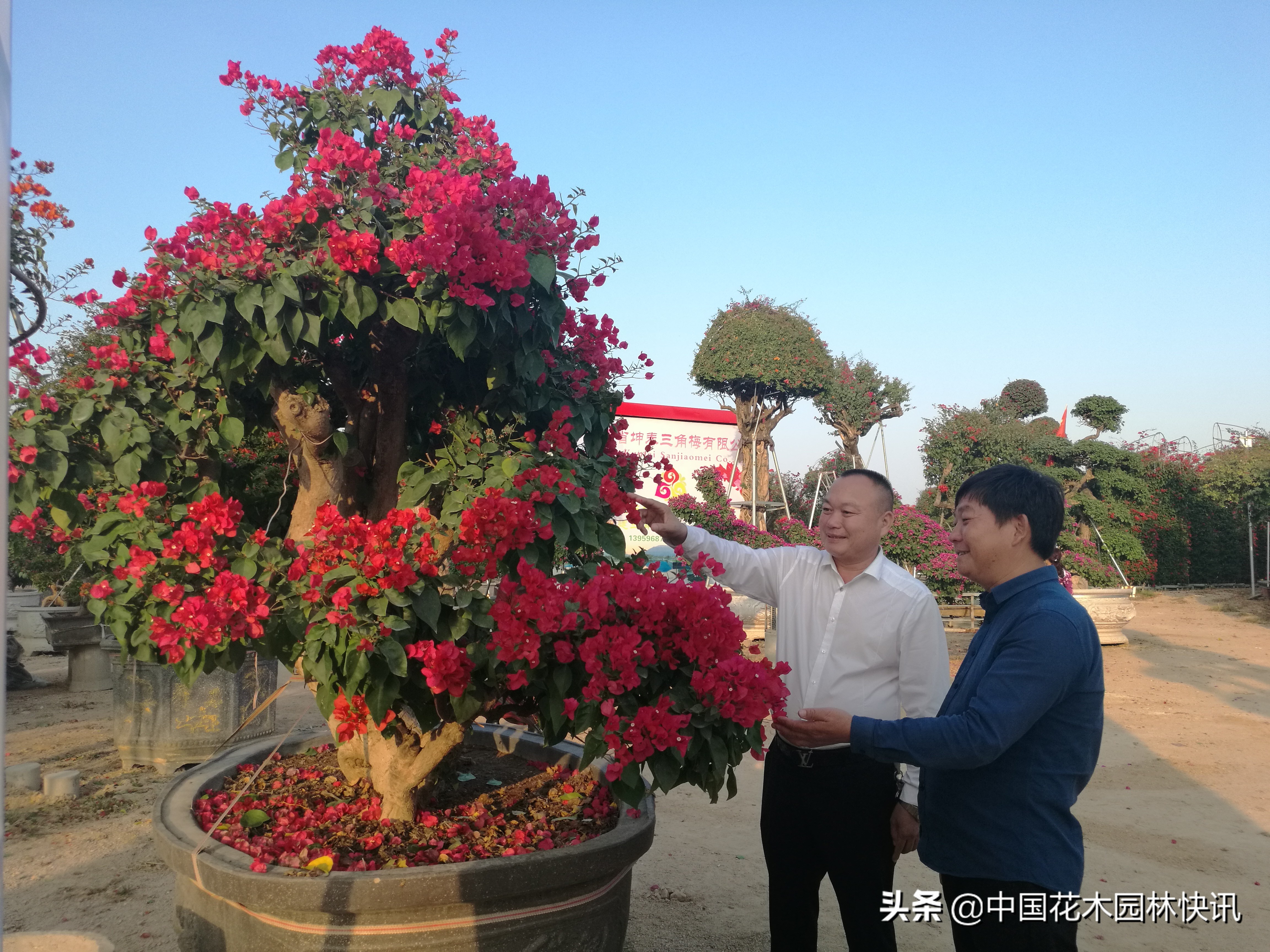 缤纷三角梅,缤纷多彩三角梅