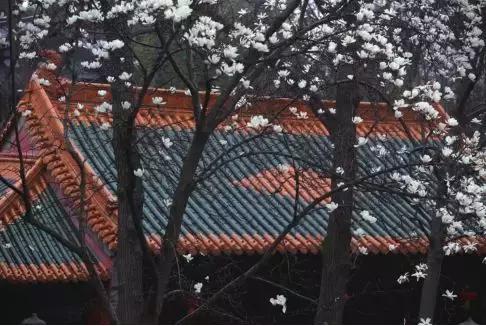 拍摄花卉视频如何构图好看,美术简单花卉图画构图简单