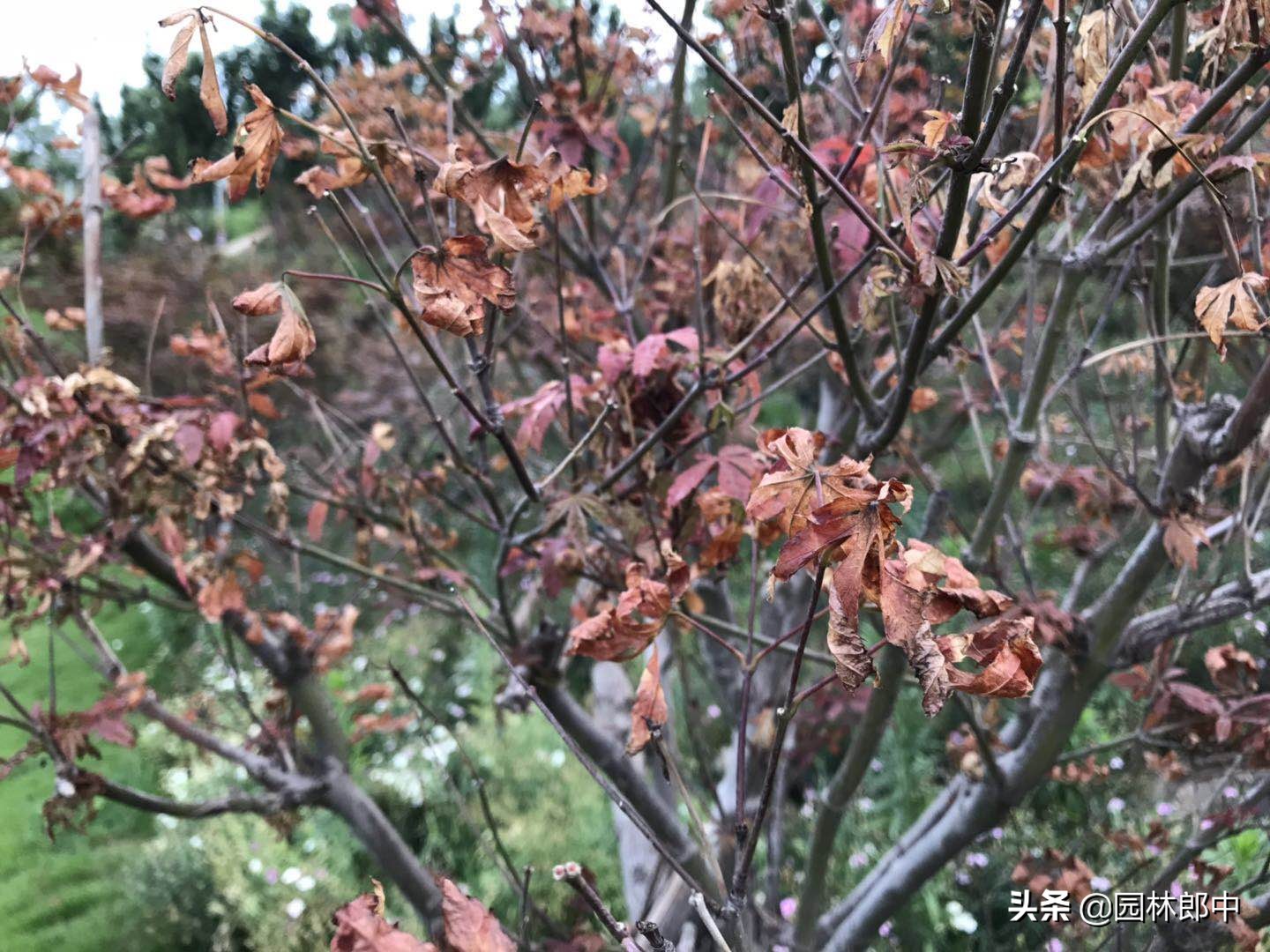 南苗北育养殖,南苗北种怎么样