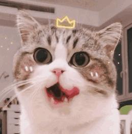 想喂猫咪食物猫咪害怕我们怎么办,新手养猫咪饮食都要注意哪些事项