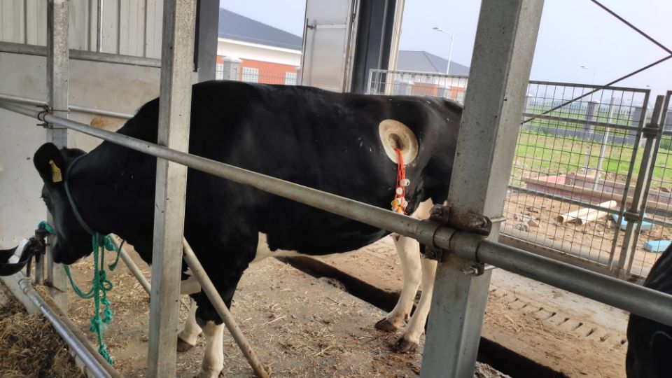 云养牛骗局报警后能找回吗,曝光云养牛app大骗局