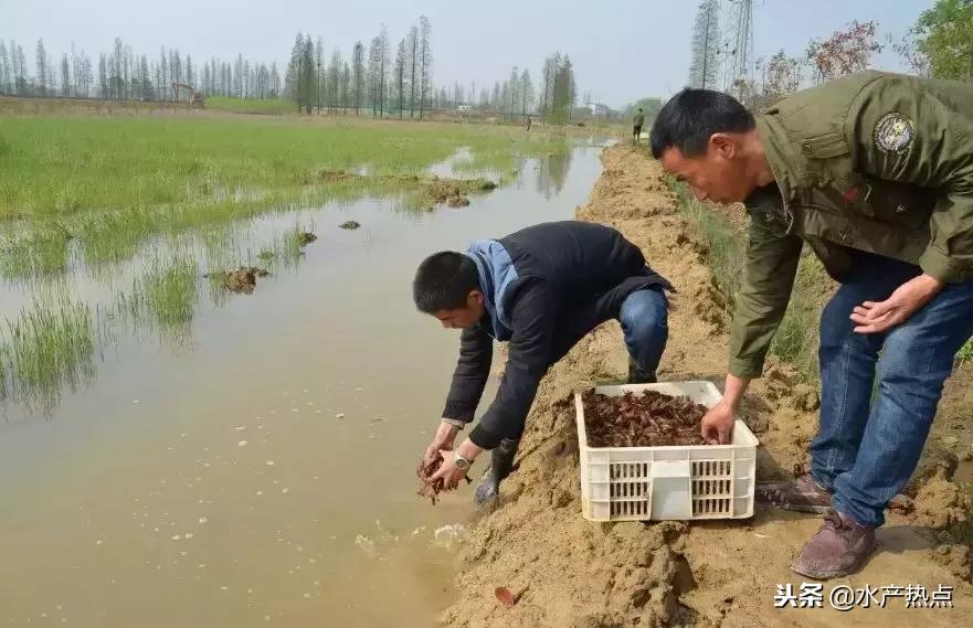 养殖小龙虾100亩一年要赚多少钱,做小龙虾暴利吗