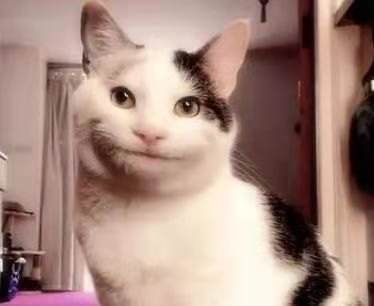 猫的100种奇特行为,猫咪的笑是怎么弄出来的