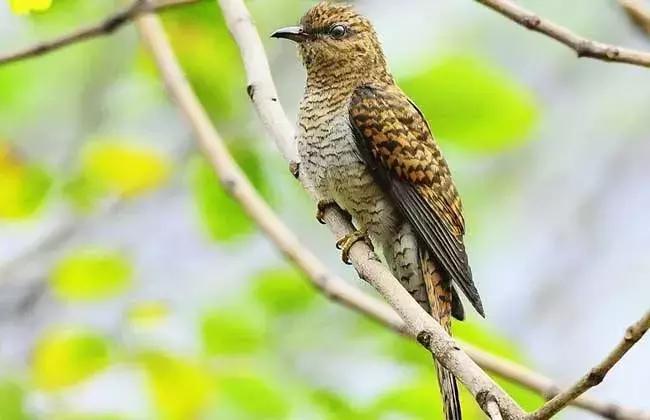 秦皇岛候鸟观赏地,秦皇岛初冬鸟类