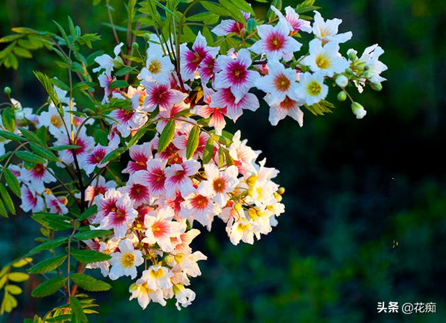 独一无二的文冠花,庭院文冠花