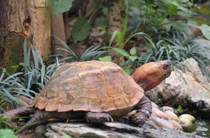 世界陆龟图鉴,世界稀有物种陆龟