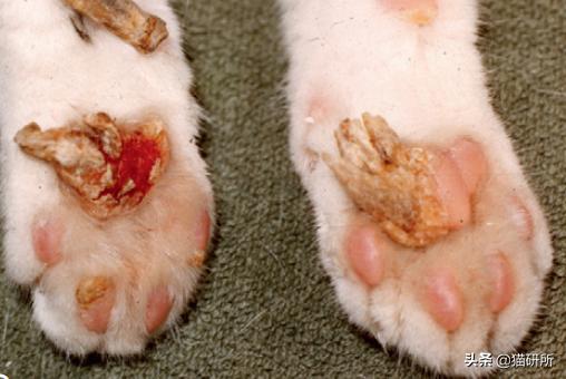 猫咪也会长“鸡眼”？肉垫上的角质增生需要切除吗？