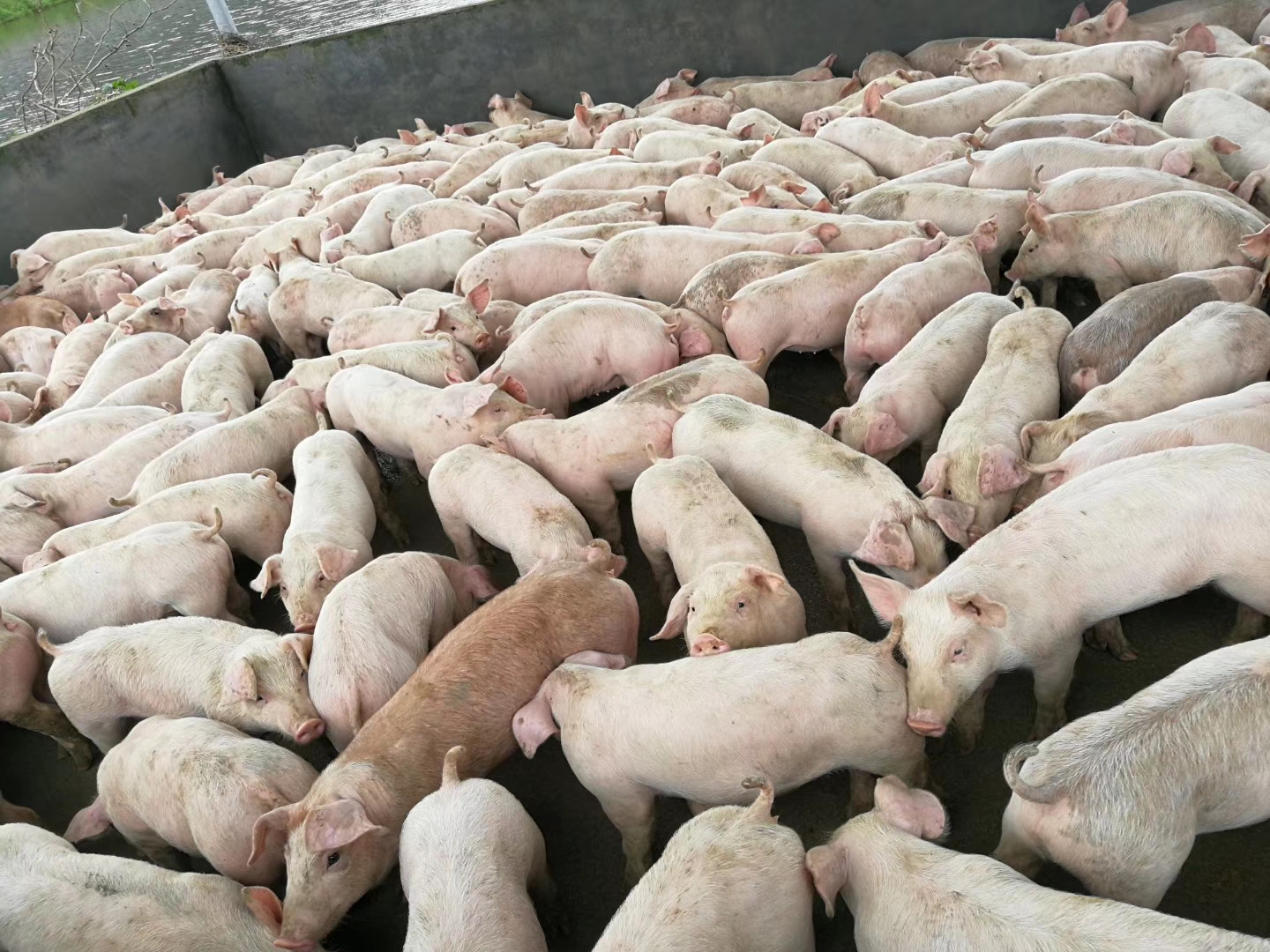 猪价十元养殖户一只猪能赚钱吗,现在猪价贵养小猪合适吗