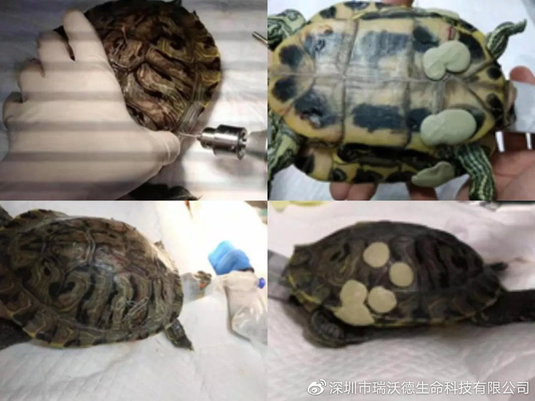 乌龟龟甲外伤该如何修复(下)