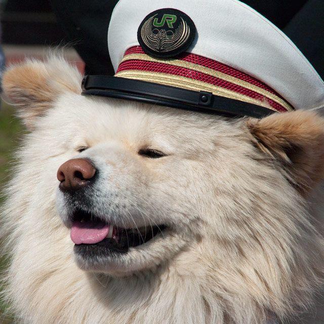 日本网红狗狗去世,日本狗死了