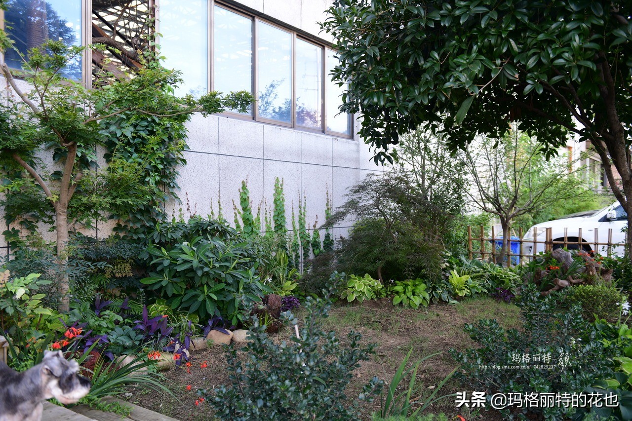 河马花园植物大全,荷马花园的月季