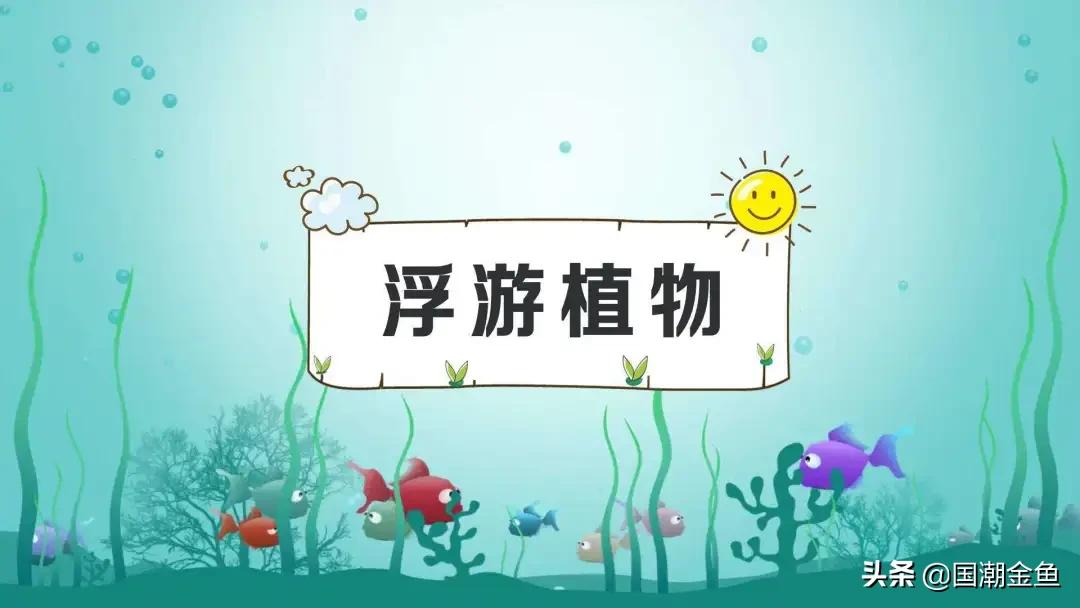 养鱼日常金鱼,养鱼学问观赏鱼