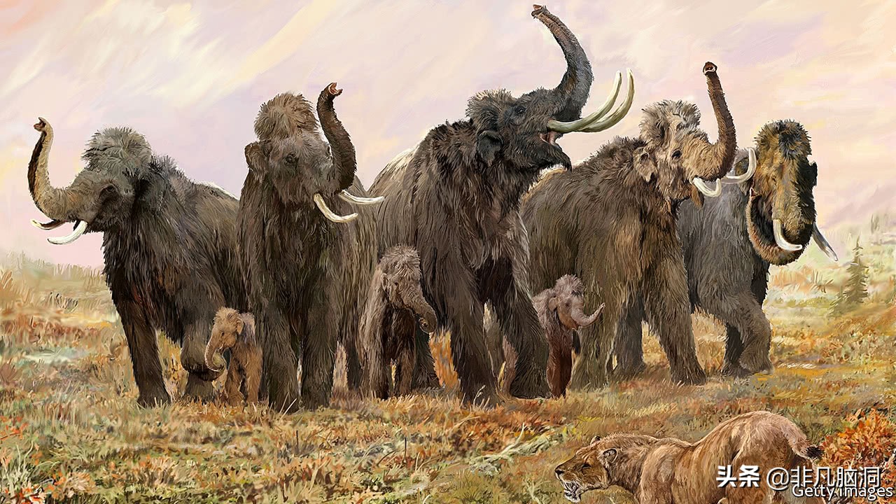 已灭绝四万年的猛犸象，人类祖先曾和猛犸象生死决斗