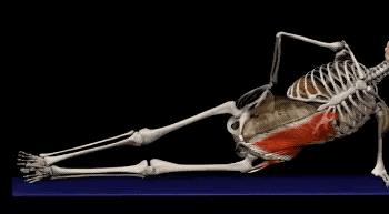 马甲线腹肌速成教程,练习腹肌人鱼线马甲线的最好方法