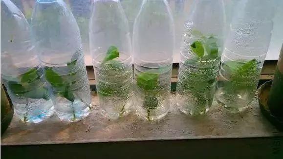 用塑料瓶做养花神器的喷壶怎么做,塑料瓶养花神器