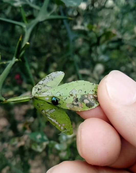 干旱严重黄叶掉落怎么治,雨后花生叶枯怎么回事