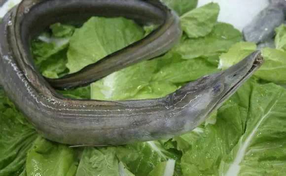 史上最全海鲜视频,史上最全海鲜贝类大全