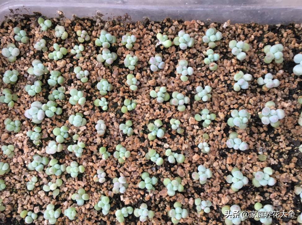 发芽最快的多肉种子,多肉种子发芽生长过程