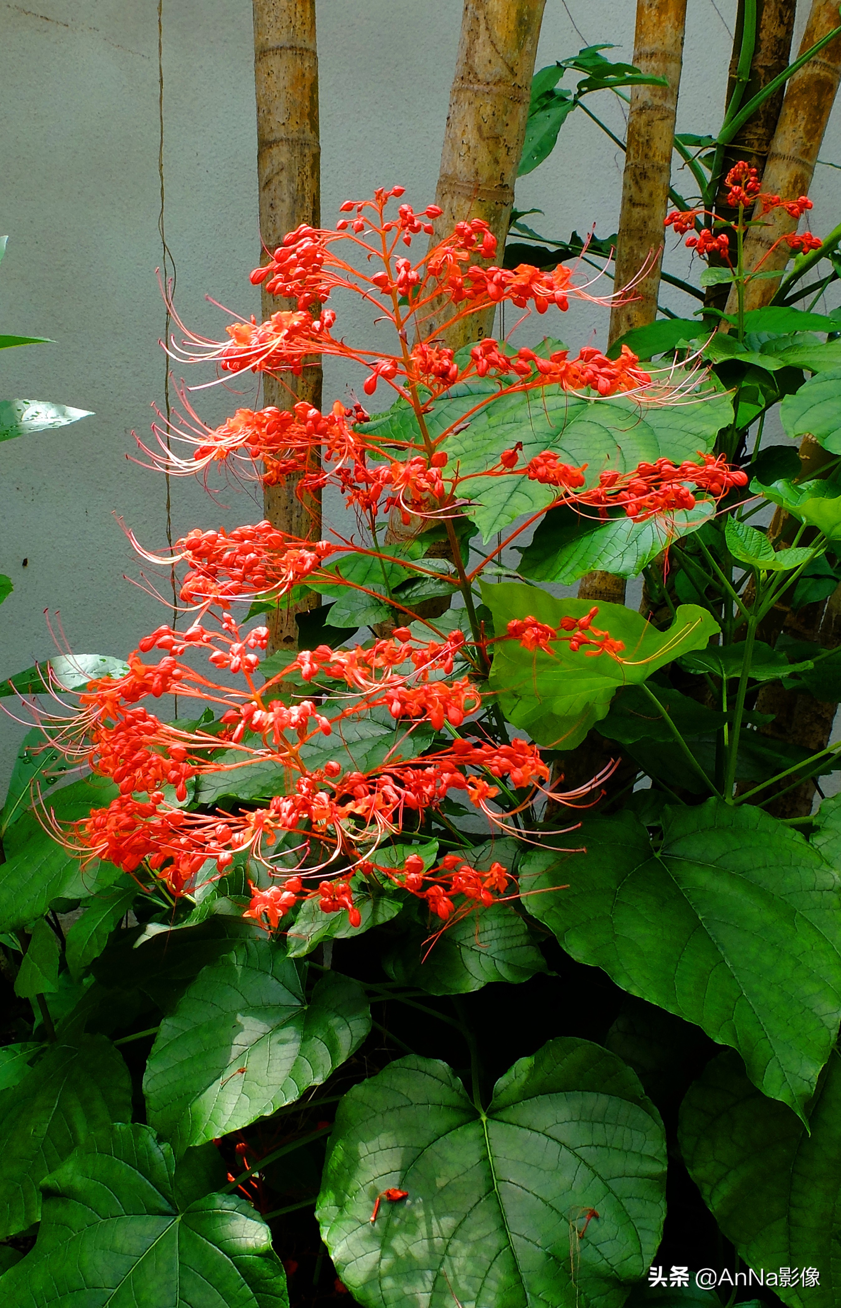 手机富士创意滤镜软件,富士xs10创意滤镜