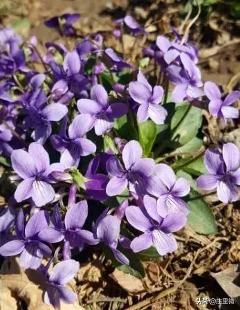 石家庄周边旅游一日游免费,石家庄周边一日游10月中旬