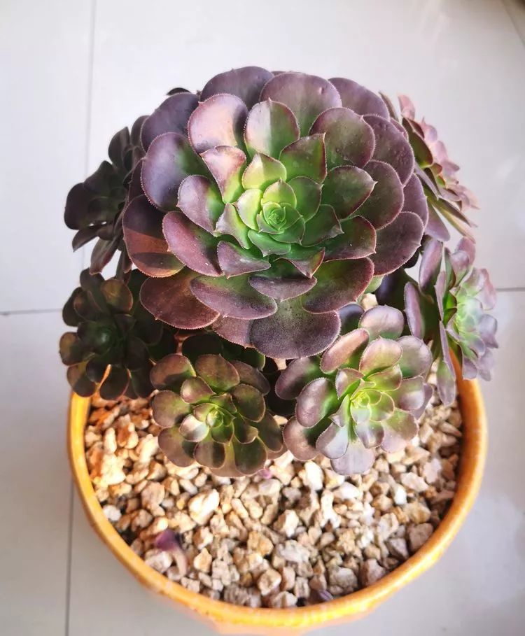 最美的20种多肉,15种最美的多肉