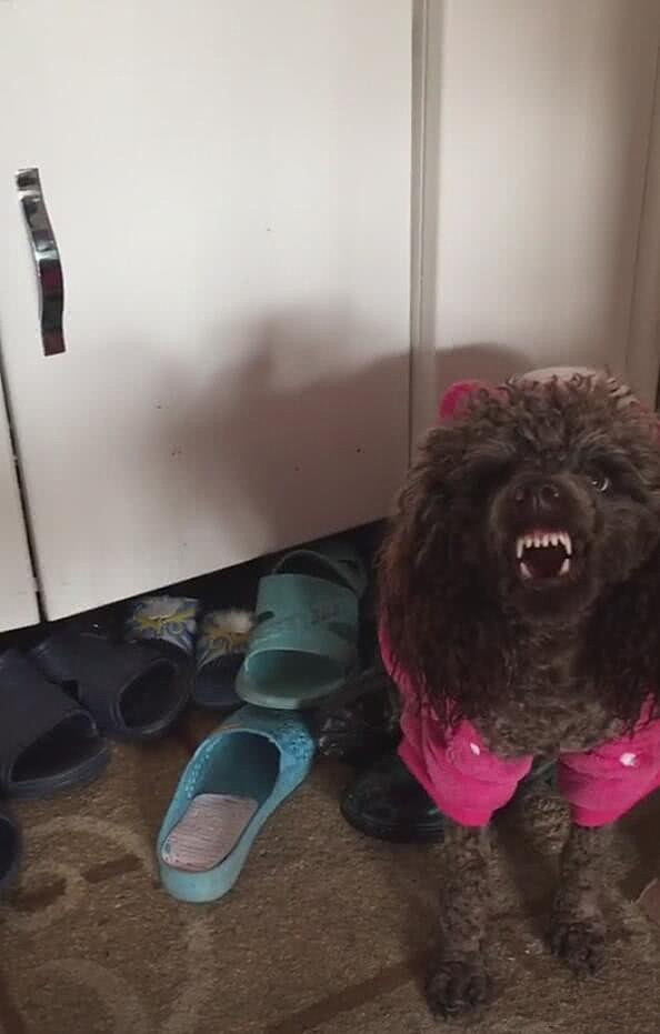 泰迪不听训反而咬你怎么办,泰迪发脾气