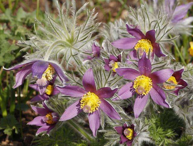 农村的野花野草哪几种可以吃,常见的野花野草却是农家之宝