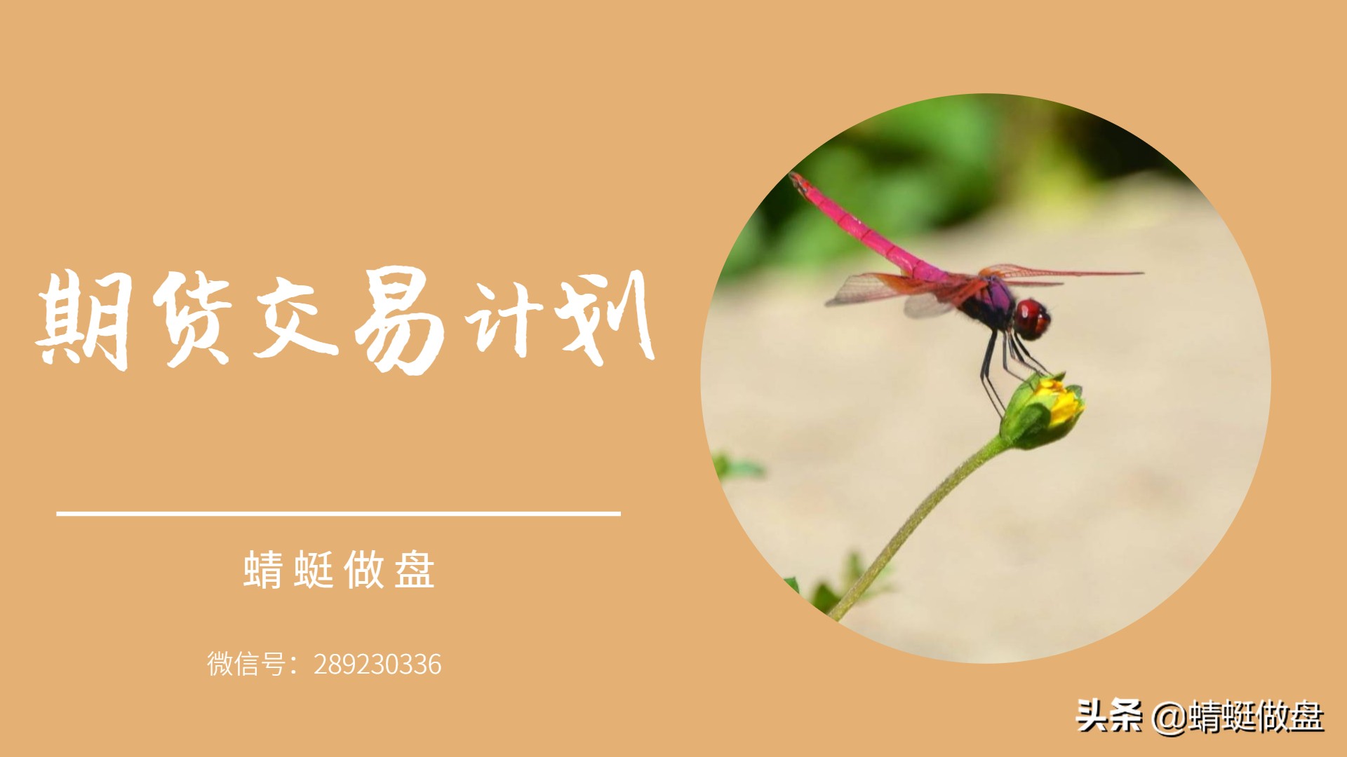 蜻蜓点水做股票的视频,蜻蜓点金怎么做期货