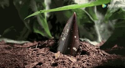 春日小野菜*戏调**指南